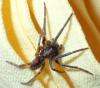 Segestria florentina